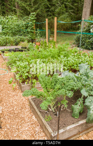 Issaquah, Washington, USA. Rangée de jardins, surélevée avec Scotch bleu néerlandais kale au premier plan double, puis Red Ace betteraves, carottes, ensuite dans un bois Banque D'Images