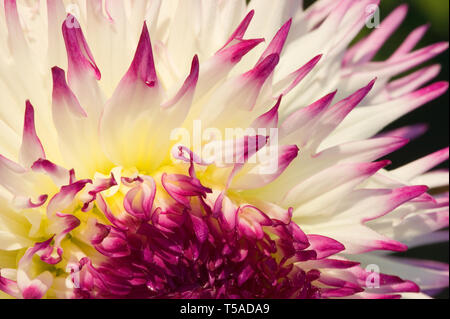 Tacoma, Washington, USA. Close-up d'un Anna Mari Dahlia Banque D'Images