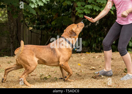 Issaquah, Washington, USA. Redfox Labrador 'Mitchell' formées par une jeune fille de 11 ans de séjour. (PR) (MR) Banque D'Images