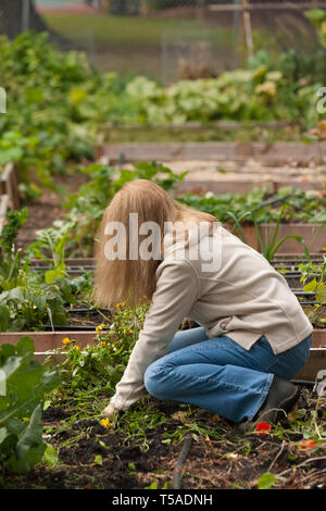 Issaquah, Washington, USA. Femme arracher les mauvaises herbes et plantes indésirables au jardin d'automne à Mirrormont Patch Pois Jardin. (MR) (PR) Banque D'Images