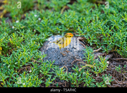 Une Paruline jaune (Setophaga petechiaon) sur une île de roche volcanique sur l'île South Plaza, parc national des Galapagos, Equateur. Banque D'Images