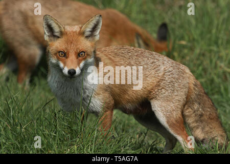 Deux magnifiques wild Red Fox (Vulpes vulpes) à la recherche de nourriture pour manger dans l'herbe longue. Banque D'Images