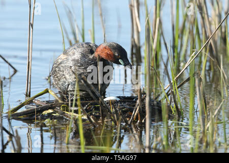 Un mignon petit grèbe esclavon, Tachybaptus ruficollis, debout sur son nid dans les roseaux, où il vient un œuf. Banque D'Images