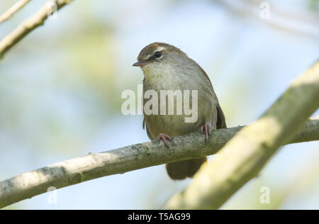 Un timide et insaisissable de la Paruline Cetti (Cettia cetti) perché sur une branche dans un arbre. Banque D'Images