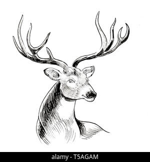 Tête de cerfs sauvages. Dessin noir et blanc Encre Banque D'Images