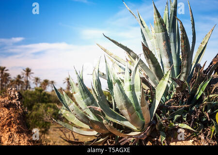 Cactus agave aloès à plantation. L'agriculture et le paysage magnifique, la Tunisie, l'Afrique Banque D'Images