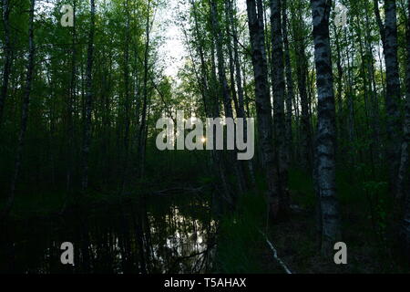 Coucher du soleil de printemps sur la rivière de la forêt à l'état sauvage au nord Banque D'Images