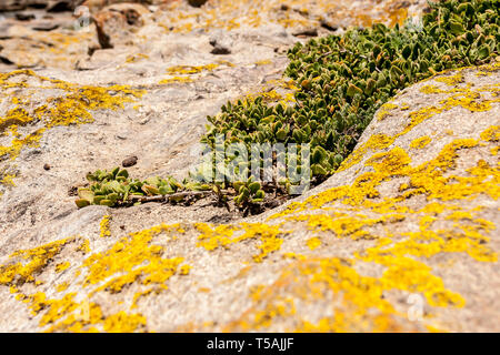 Plantes Succulentes poussent sur des sols pierreux peu abondantes. Centre rouge dans le désert australien, l'outback du Territoire du Nord, Australie Banque D'Images