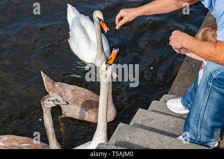 Homme avec un enfant part nourrir les cygnes au bord de la rivière. Banque D'Images