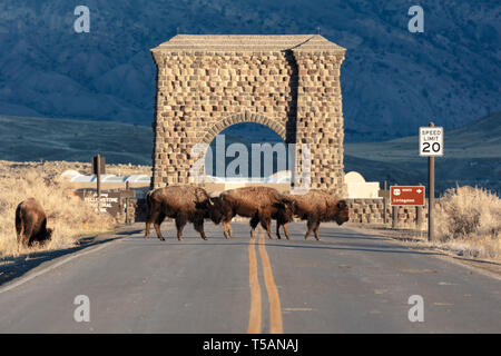 Bison américain passé l'Roosevelt Arch à l'entrée nord du Parc National de Yellowstone comme le dégel du printemps bat son plein après un long hiver, le 18 avril 2019 dans le Yellowstone, Montana. Banque D'Images