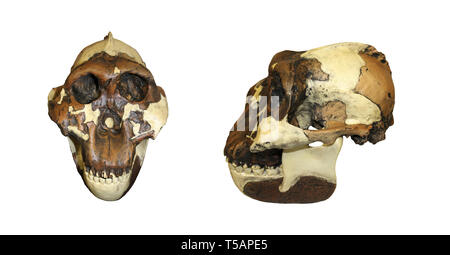 Paranthropus boisei homme Casse-noisette (Australopithecus boisei) Banque D'Images