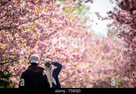 Berlin, Allemagne. Apr 23, 2019. Les touristes se photographier dans l'avenue des cerisiers en fleur à Lichterfelde sud au soleil. Credit : Kay Nietfeld/dpa/Alamy Live News Banque D'Images