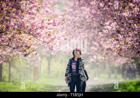 Berlin, Allemagne. Apr 23, 2019. Un touriste filme l'avenue des cerisiers en fleur à Lichterfelde Süd au soleil. Credit : Kay Nietfeld/dpa/Alamy Live News Banque D'Images