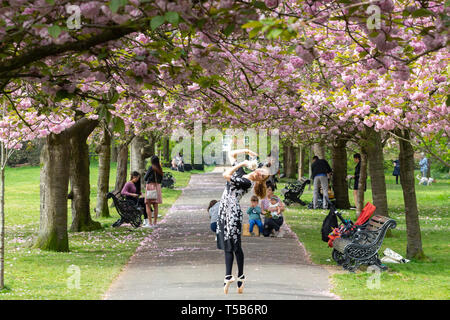 Greenwich, Royaume-Uni. 23 avril, 2019. La populaire avenue des cerisiers en fleurs dans le parc de Greenwich, au sud est de Londres, continue d'attirer des visiteurs. Rob Powell/Alamy Live News Banque D'Images