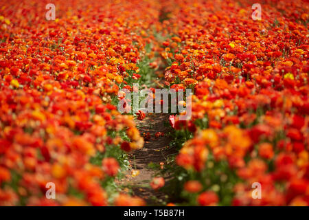 L'humeur du printemps. Carte postale de vœux de printemps. Multi-couleurs magnifiques renoncules. Le concept de la photographie artistique Banque D'Images