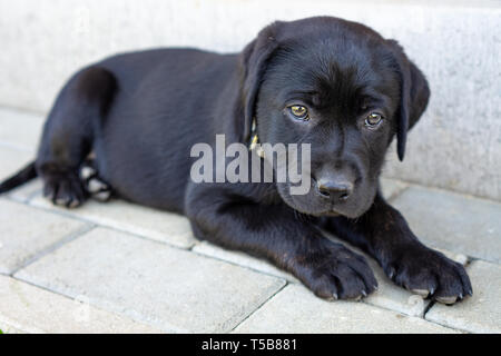 Chiot labrador noir sur fond blanc conrasty Banque D'Images