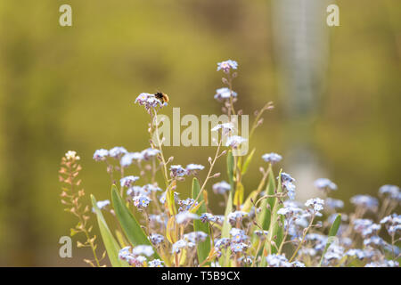 Bee Gathering pollen de fleur gros plan de vol sur des fleurs bleu-violet. La saison de pollinisation pour tout nouveau miel vient de commencer Banque D'Images