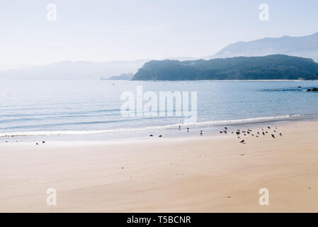 Vue panoramique d'un troupeau de mouettes sur la plage au matin d'un jour brumeux et ensoleillé. Lastres, Asturias, Espagne. Banque D'Images