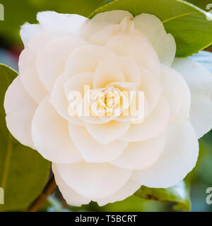 Un single white Camellia japonica fleur rose Banque D'Images