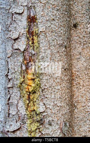 Des gouttes de résine à partir d'un pin (arbre), close-up de l'écorce d'une épinette de Norvège Banque D'Images