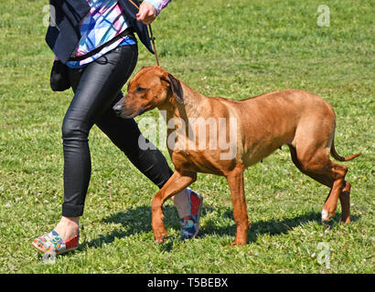 Le Rhodesian Ridgeback chien piscine Banque D'Images