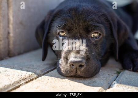 Close up noir chiot labrador pose face Banque D'Images