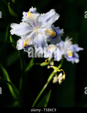 Fleurs bleu pâle, bordé d'Iris japonica. Banque D'Images