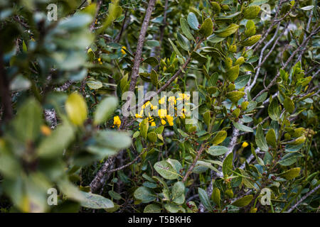 Il s'agit d'une capture de quelques fleurs prises au printemps 2019 au Liban et vous pouvez voir les belles couleurs et détails Banque D'Images