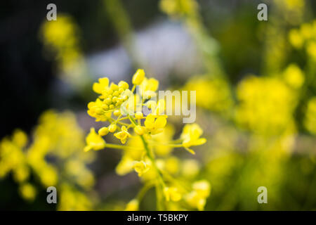 Il s'agit d'une capture de quelques fleurs prises au printemps 2019 au Liban et vous pouvez voir les belles couleurs et détails Banque D'Images