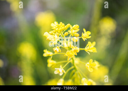 Il s'agit d'une capture de quelques fleurs prises au printemps 2019 au Liban et vous pouvez voir les belles couleurs et détails Banque D'Images