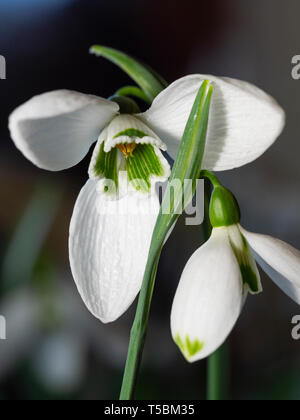 Fleurs de l'hiver, fleurs snowdrop Galanthus plicatus 'Trinity' Banque D'Images