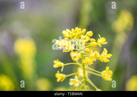 Il s'agit d'une capture de quelques fleurs prises au printemps 2019 au Liban et vous pouvez voir les belles couleurs et détails Banque D'Images