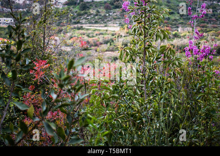 Il s'agit d'une capture de quelques fleurs prises au printemps 2019 au Liban et vous pouvez voir les belles couleurs et détails Banque D'Images