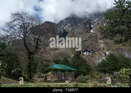 Maison de repos pour rester à Shingba Sanctuaire Rhododendron près de Yumthang Vallée,le Sikkim, Inde Banque D'Images