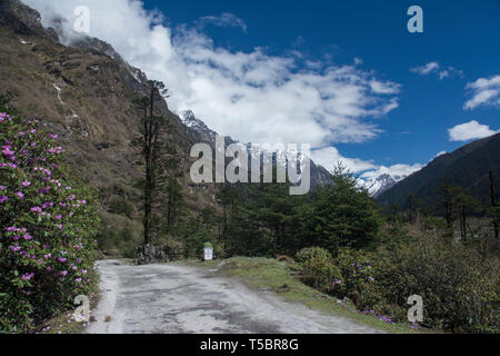 Paysage pittoresque à Shingba Sanctuaire Rhododendron près de Yumthang Vallée,le Sikkim, Inde Banque D'Images