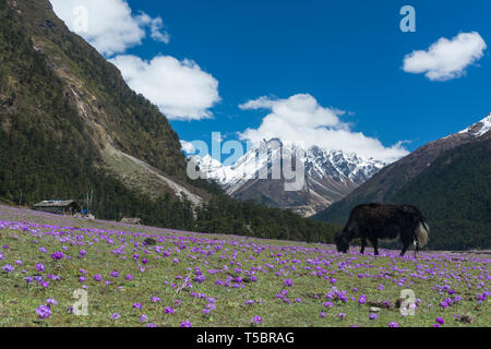 Yak le pâturage dans la vallée Yumthang, Sikkim, Inde Banque D'Images