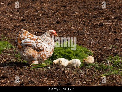Un parcours libre avec ses poussins Bantam en Angleterre Un parcours libre avec ses poussins Bantam en Angleterre