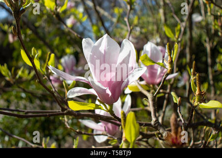 Iliiflora magnolia rose fleurs au fond du jardin floue Banque D'Images