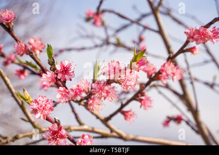 Peach Tree fleurs roses sur le fond flou. Fleur de printemps. Banque D'Images