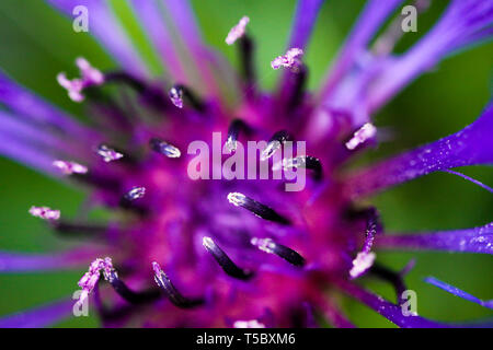 Fermer Macro de squarrose triumfettii la centaurée maculée (Centaurea) avec fond vert floue (focus sur le dessus des pédicelles) Banque D'Images