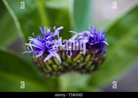 Close up macro de fleur avec pétales pourpres qui sortent - squarrose triumfettii la centaurée maculée (Centaurea) avec fond vert floue (focus sur des tops o Banque D'Images