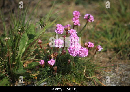 Belle Essex - Pink-Clustered Sea Thrift prospérité près de zones humides côtières. Banque D'Images