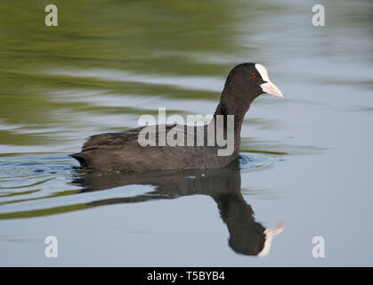 Foulque macroule, Fulica atra, natation, Lancashire, UK Banque D'Images
