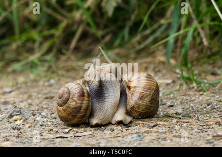 Escargot, romain, escargot de Bourgogne escargots Helix pomatia, escargot ou, l'accouplement au printemps, Limbourg, Pays-Bas. Banque D'Images