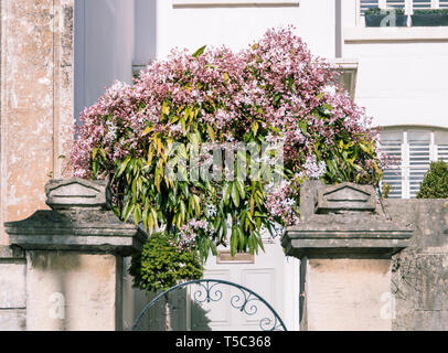 Clematis rose à fleurs sur une passerelle sur une maison à Bath, en Angleterre. Banque D'Images