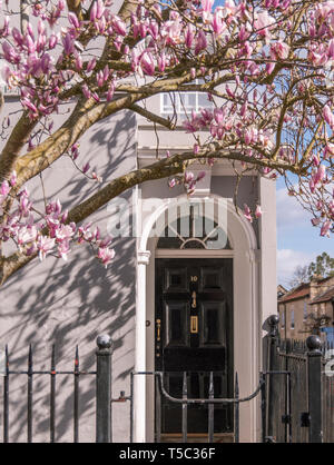 Magnolia rose à fleurs autour d'une porte sur une maison géorgienne de Bath, en Angleterre. Banque D'Images