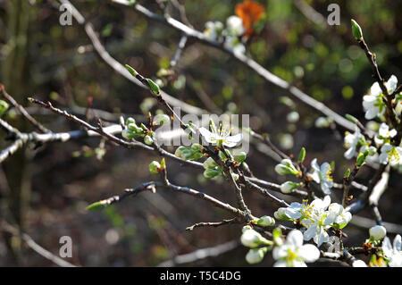 Brindille de Prunus domestica avec fleurs blanches et étamines jaunes Banque D'Images