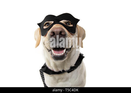 COSTUME DE SUPER-HÉROS DE CHIEN. LABRADOR RETRIEVER PORTANT UN MASQUE NOIR ET UNE CAPE. Carnaval OU HALLOWEEN VACANCES. STUDIO SHOT isolé contre white background Banque D'Images