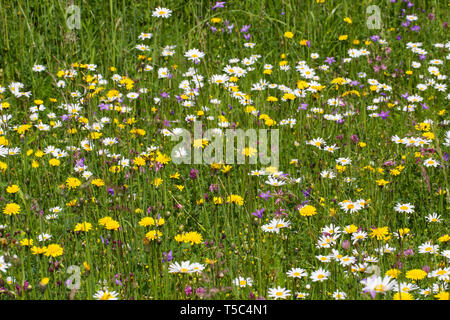 Blumenwiese, flower meadow Banque D'Images