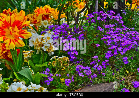 Une superbe collection de belles fleurs de printemps dans l'un des nombreux parterres dans Roath Park offrent une touche de couleur au printemps. Banque D'Images